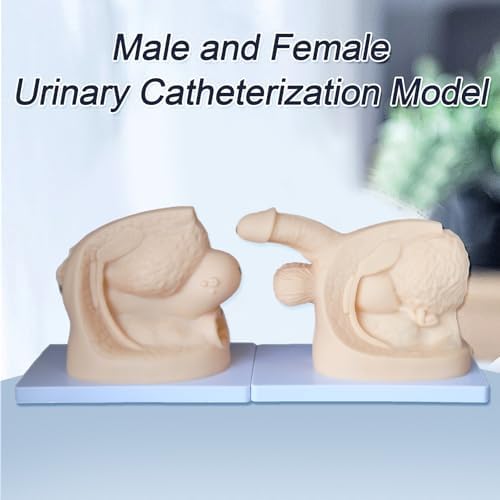 Catheter Training Model Set, Male and Female Urinary Anatomy Models with Digital Markings, PVC Teaching Models for Nursing Education and Skills Practice