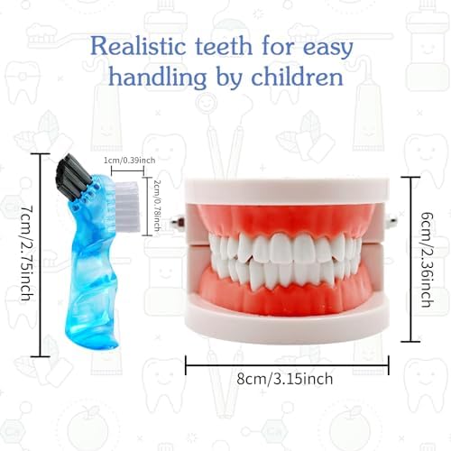 Dental Teeth Model with Denture Toothbrush, Standard Teeth Model Brushing Tooth, Denture Mouth Model Demonstration for Kids Dental Teaching Tools Study Supplies
