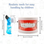 Dental Teeth Model with Denture Toothbrush, Standard Teeth Model Brushing Tooth, Denture Mouth Model Demonstration for Kids Dental Teaching Tools Study Supplies