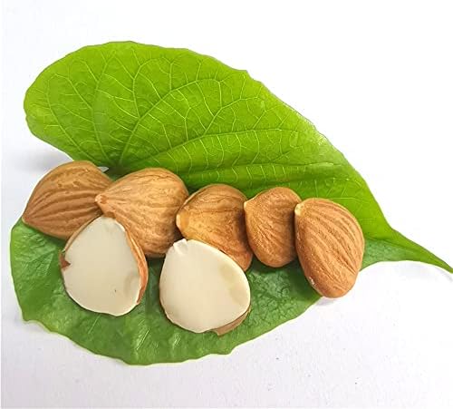 Natural Raw Bitter Apricot Kernels 16oz, Organic USDA Certified Bitter Apricot Seeds 1LB