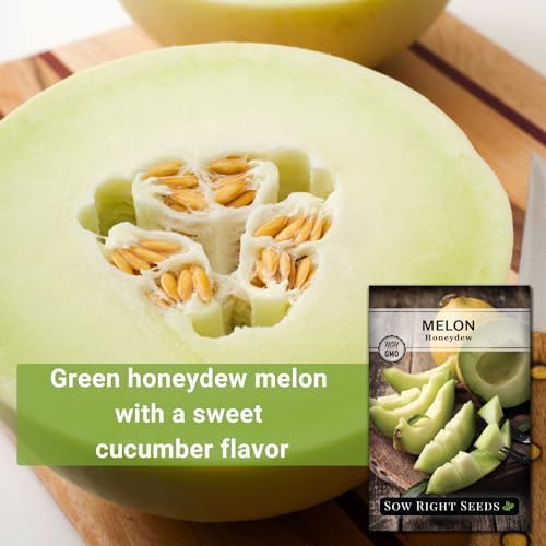 Sow Right Seeds - Green Honeydew Melon Seeds for Planting - Non-GMO Heirloom Packet with Instructions to Plant a Home Vegetable Garden - Super Sweet and Crisp Green Honey Dew Cantaloupe (1)