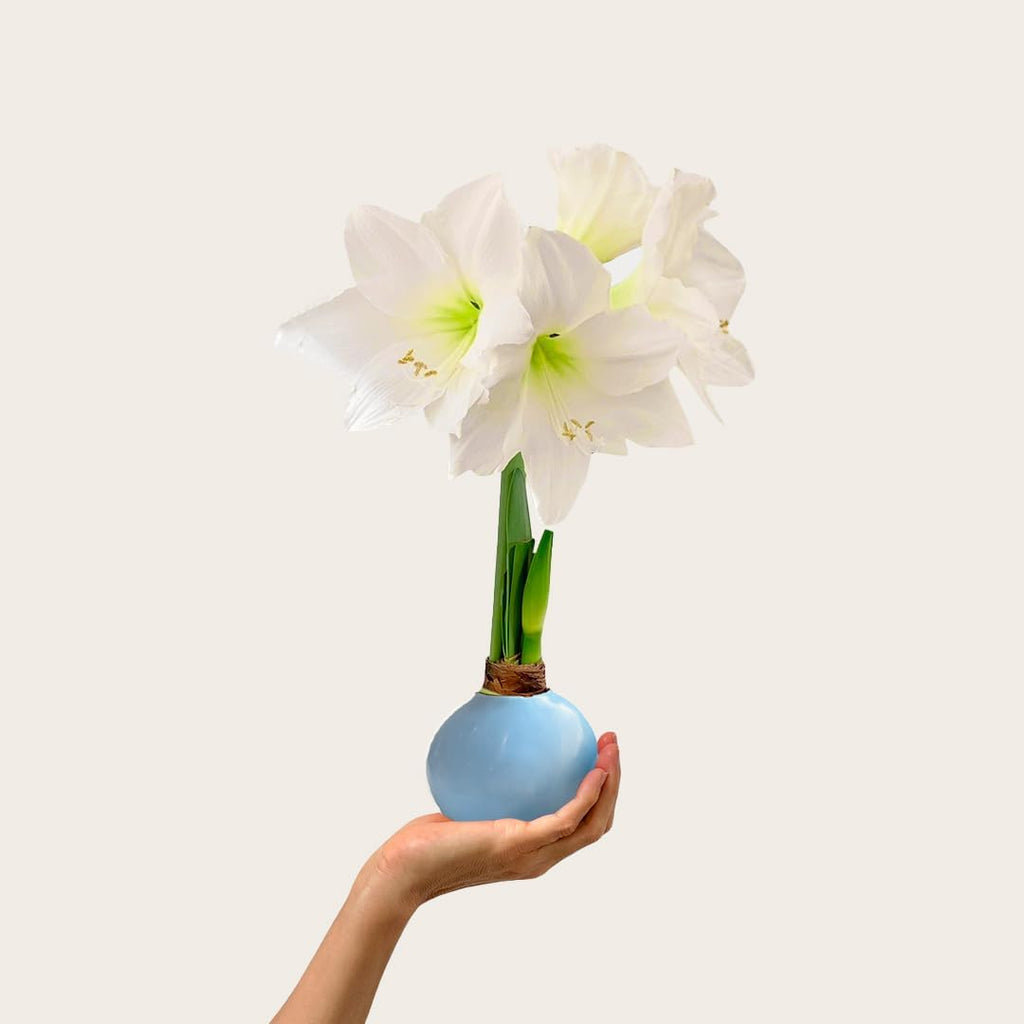 Waxed Amaryllis Bulb – Baby Blue Wax, White Blooms – No Water Needed Indoor Flower Bulb – Wax Dipped Amaryllis Gift-Ready for Easter, Mother’s Day & Spring Home Décor