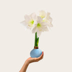 Waxed Amaryllis Bulb – Baby Blue Wax, White Blooms – No Water Needed Indoor Flower Bulb – Wax Dipped Amaryllis Gift-Ready for Easter, Mother’s Day & Spring Home Décor