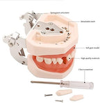 Typodont Teeth Model with Removable Teeth,Dental Tooth Model Suitable for Teaching, Practice and Study, with a Small Screwdriver and 28 spareteeth