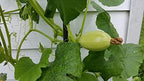 40+ Spaghetti Squash Seeds for Planting - Heirloom Non-GMO USA Grown Winter Squash Seeds by RDR Seeds