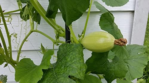 40+ Spaghetti Squash Seeds for Planting - Heirloom Non-GMO USA Grown Winter Squash Seeds by RDR Seeds