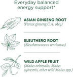 Traditional Medicinals Organic, Stress Ease Focus, Ginseng Wild Apple Mint Tea - Balanced Energy Support & Adaptogens - Kosher, Non-GMO, Caffeine-Free, Compostable - 16 Tea Bags