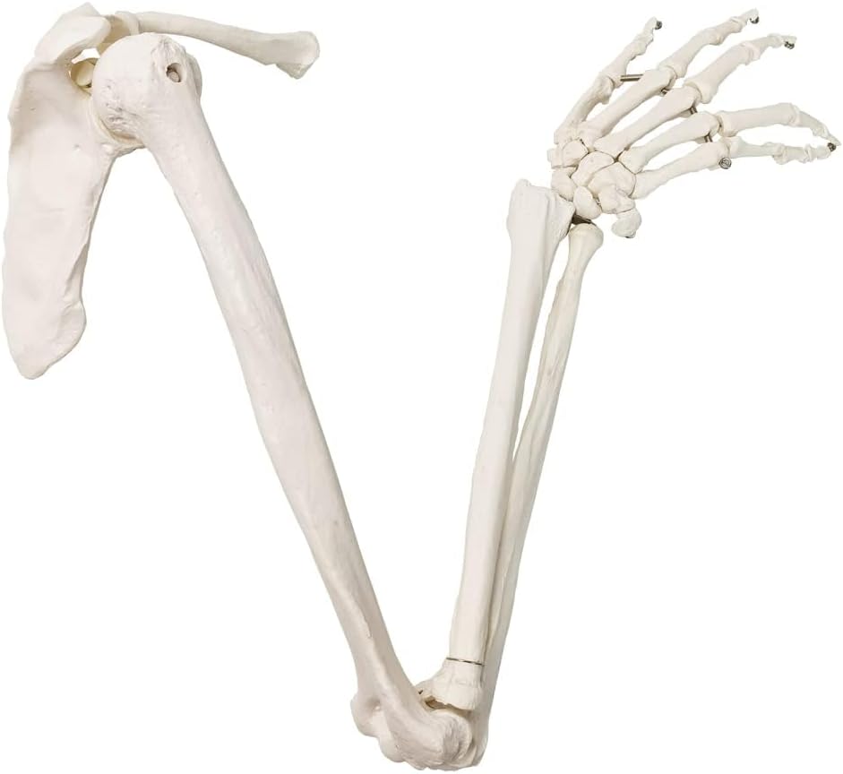 EVOTECH SCIENTIFIC Human Upper Limb Skeleton Anatomical Model, Life Size Arm Skeleton Model W/Clavicle Scapula and Articulated Hand Bone for Hospitals Offices Schools University Study Display