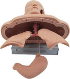 CHROX Electronic Adult Intubation Manikin,PVC Oral Nasal Tracheal Intubation Training Simulator Model with Alarm Function for Science Lab