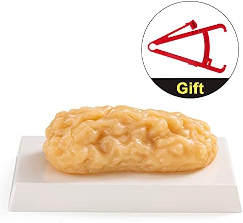 Ultrassist 1 lb Human Body Fat Model, Fat Replica, Anatomical Model for Students, Authentic Demonstration for Fitness Room