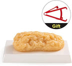 Ultrassist 1 lb Human Body Fat Model, Fat Replica, Anatomical Model for Students, Authentic Demonstration for Fitness Room