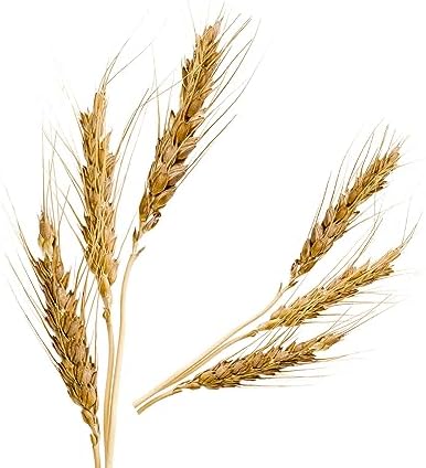 Malt Extract - Rich Malty Flavor for Cakes - Cheesecake - Ice Cream - Savory Dishes - Non-GMO - Gluten Free - Kosher - Vegan - 8 ounces