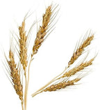 Malt Extract - Rich Malty Flavor for Cakes - Cheesecake - Ice Cream - Savory Dishes - Non-GMO - Gluten Free - Kosher - Vegan - 8 ounces