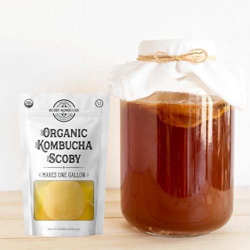1 X Organic Kombucha Scoby - Live Culture by Scoby Kombucha