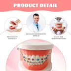 Dental Orthodontic Teeth Model with Colorful Braces, Professional Denture Mouth Model Demonstration Study Tool for Dentistry Students and Orthodontists, Tooth Teaching Equipment with Bracket Supplies