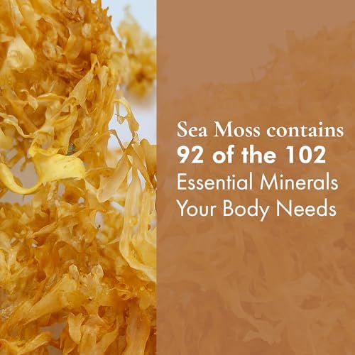 HalalEveryDay Wildcrafted Irish Sea Moss - 1lb Bag- 100% Pure All Natural | Vitamin & Mineral Rich | No Preservatives | Golden | 16 oz