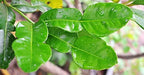 Fresh Kaffir Lime Leaves (Thai Lime Leaves) 2 Oz. ใบมะกรูด