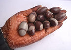 Narmada Shiva Lingam Stone 1.3 Inch Set of 11 – Natural Narmadeshwar Banalinga from Narmada River, Sacred Shivling for Pooja, Meditation, Reiki Healing & Spiritual Energy