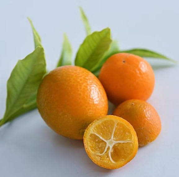 Grafted Kumquat Fruit Tree, Live Plant in Pot, (Grafted Meiwa Sweet, 5 Gallon 3-4 Feet Tall - Semi Dwarf)