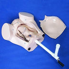 Teaching Tools,Advanced Midwifery Training Model, Female Pelvis Childbirth Model, Childbirth Simulator for Gynecology Teaching Medical Fertility Education and Study