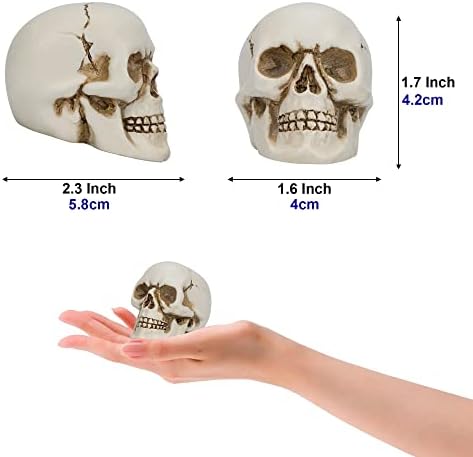 READAEER Resin Skull 2 pcs/Set, Mini Skull Model for Home Decoration, Halloween Skull Statue, Human Skull Head Bone Model for Desktop