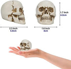 READAEER Resin Skull 2 pcs/Set, Mini Skull Model for Home Decoration, Halloween Skull Statue, Human Skull Head Bone Model for Desktop