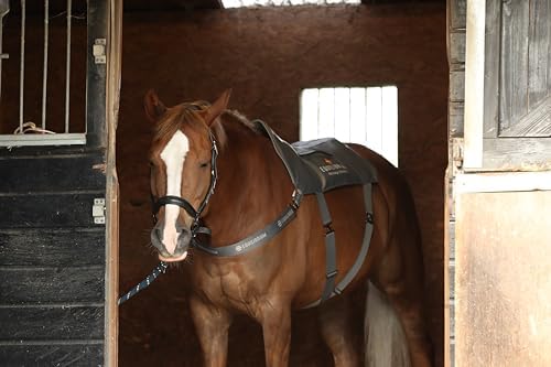 equilibrium Massage Pad - (Standard)