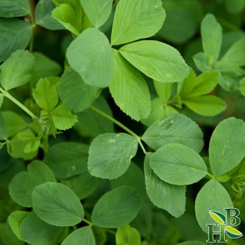 Herb To Body Alfalfa Leaf Cut & Sifted – 4oz, Wildcrafted Medicago Sativa, Organic-Style Loose Leaf Alfalfa for Herbal Tea, Blends, and Traditional Botanical Preparations