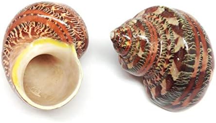 PEPPERLONELY 2 PC Natural Large Hermit Crab Shells, Tapestry Turbo, 2 Inch ~ 2-1/2 Inch
