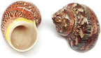 PEPPERLONELY 2 PC Natural Large Hermit Crab Shells, Tapestry Turbo, 2 Inch ~ 2-1/2 Inch