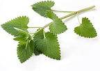 Catnip - Dried Nepeta cataria Loose Leaf/Buds by Nature Tea (1 oz)