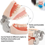 Typodont Teeth Model with Removable Teeth,Dental Tooth Model Suitable for Teaching, Practice and Study, with a Small Screwdriver and 28 spareteeth