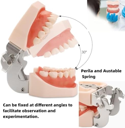 Typodont Teeth Model with Removable Teeth,Dental Tooth Model Suitable for Teaching, Practice and Study, with a Small Screwdriver and 28 spareteeth