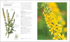 Essential Herbs: Treat Yourself Naturally with Herbs and Homemade Remedies