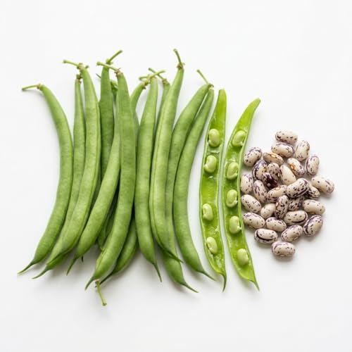 | Petite Filet French Green Bush Bean - 50 Seeds | Haricot Verts Bush Bean | Non-GMO Heirloom Vegetable Seeds | Stringless Green Beans | Emergency Food Supply