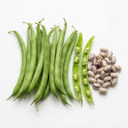 | Petite Filet French Green Bush Bean - 50 Seeds | Haricot Verts Bush Bean | Non-GMO Heirloom Vegetable Seeds | Stringless Green Beans | Emergency Food Supply