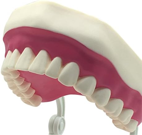 Dental Teeth Care Model with Toothbrush,32 Teeth,Kouber Human Anatomical Model,4"x 5" x 7"