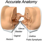 Female Gynecological Model, Anatomical Genital Manikin with IUD Training for Gynecological Exam & Teaching. Accurate Reproductive Anatomy Model for Nursing, Medical Education & Hands-On Practice