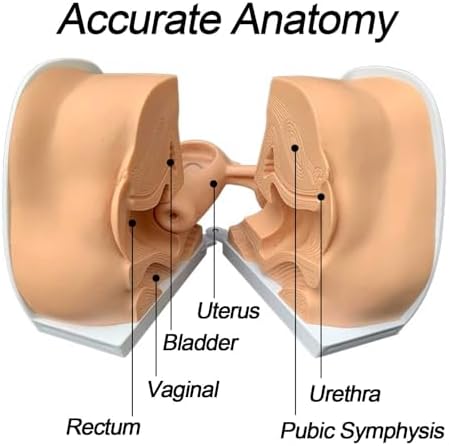 Female Gynecological Model, Anatomical Genital Manikin with IUD Training for Gynecological Exam & Teaching. Accurate Reproductive Anatomy Model for Nursing, Medical Education & Hands-On Practice