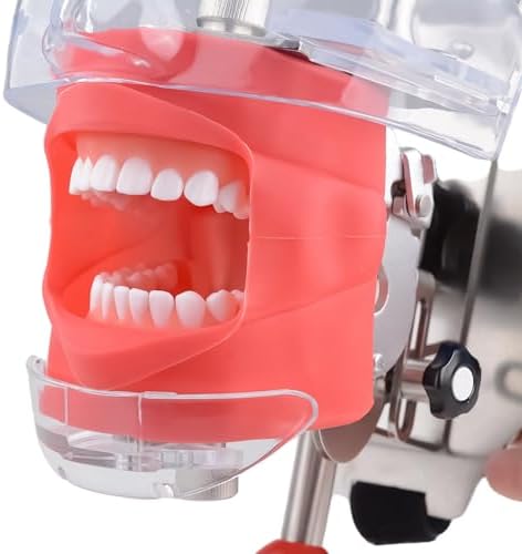 Simple Head Model Dental Simulator Phantom Head for Dentist Education Head Model Phantom