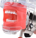 Simple Head Model Dental Simulator Phantom Head for Dentist Education Head Model Phantom