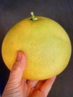 Fresh Pomelo/Grapefruit Hybrid "Melogolds" - 4 count