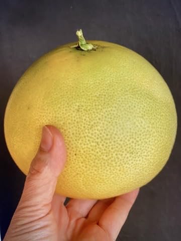 Fresh Pomelo/Grapefruit Hybrid "Melogolds" - 4 count