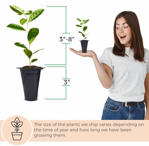 Yerba Mate Tea Plant (4 Pack) | Real Live Plant for Sale | Perfect for Tea Lovers | Hardy and Easy to Grow for Planting | Grow Organic Tea Leaves at Home | Great for Indoor or Outdoor Gardens