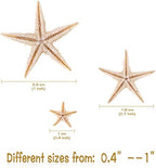 100 Pcs Small Starfish Star Sea Shell Beach for Craft 0.4"-1"