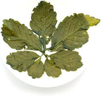 GOARTEA 4Pcs 250g / 35.2oz Premium Seven Leaf Jiaogulan Gynostemma Chinese Herbal GREEN TEA Loose Leaf
