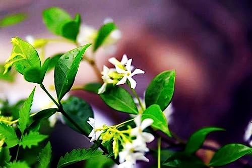 Rare Scented Jasmine Flower Easy to Grow 5g Seeds