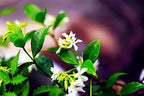 Rare Scented Jasmine Flower Easy to Grow 5g Seeds