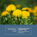 Eclectic Herb - Raw Freeze-Dried Dandelion Leaf Capsules | Supports Cleansing, Digestive Function & Heart Health | Natural Herbal Supplement | Organic, Non-GMO, Vegan, Whole Herb (90 CT | 200 mg)
