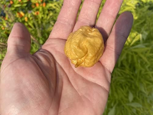 Golden Carolina Reaper HP22B Pepper Premium Seeds for Planting Packet Record Hottest in The World